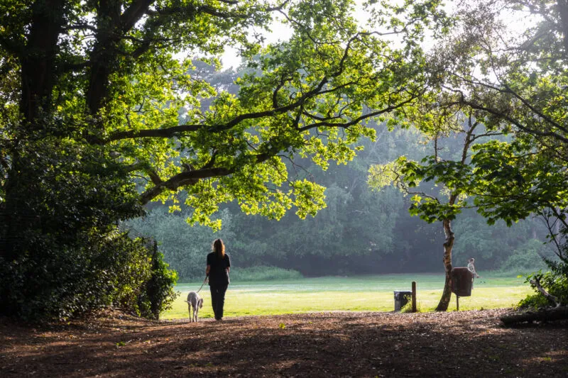 A woman walks a white dog along a woodland path towards a sunlit grassy park framed by trees