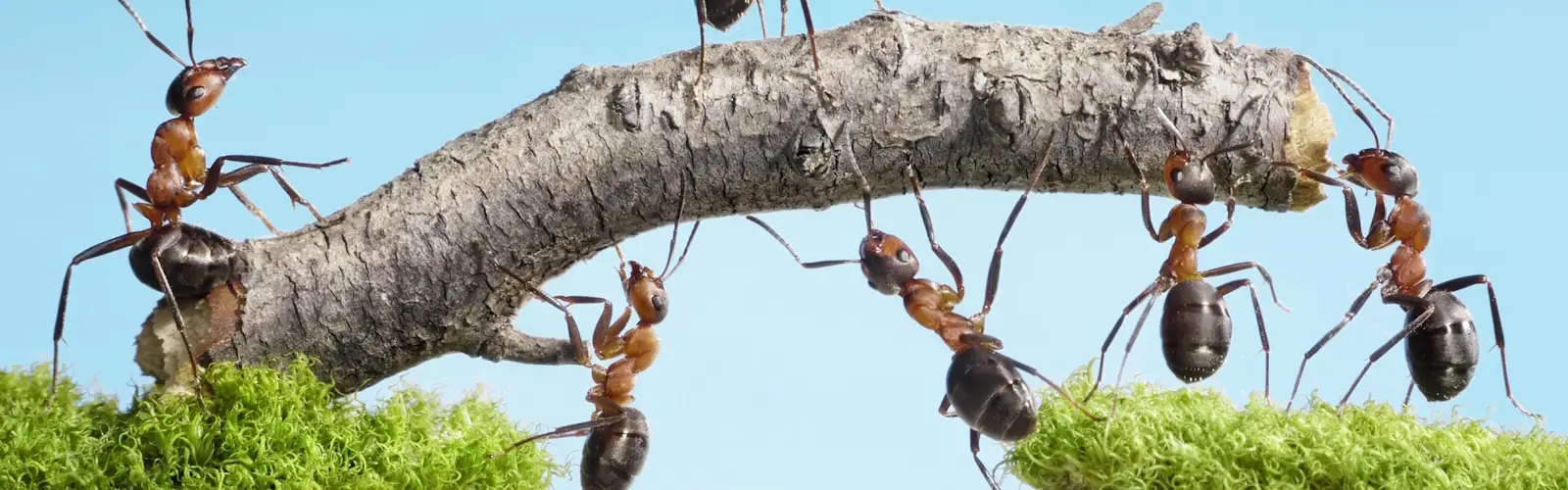 Ants working together to carry a twig between two patches of moss