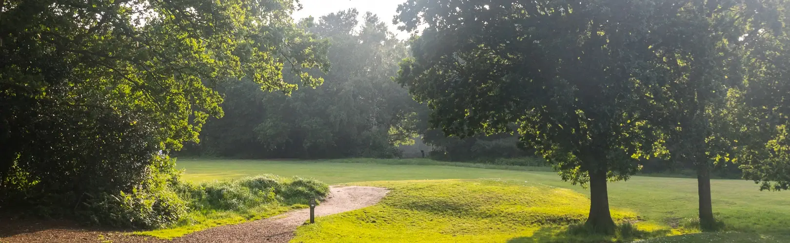 Sunlit park with a winding path, open grass and mature trees